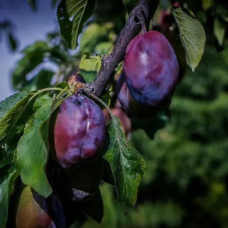 Lyxtält Langeland Glamping *